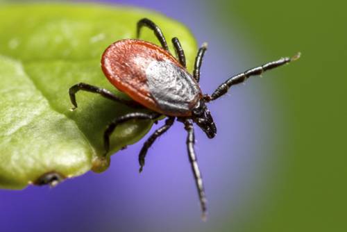 2017 Tick and Lyme Disease Warning